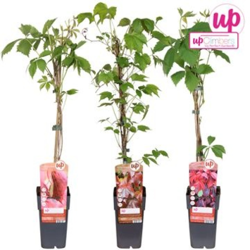 image PARTHENOCISSUS VARIE