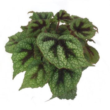 image BEGONIA REX CROSS KLAR
