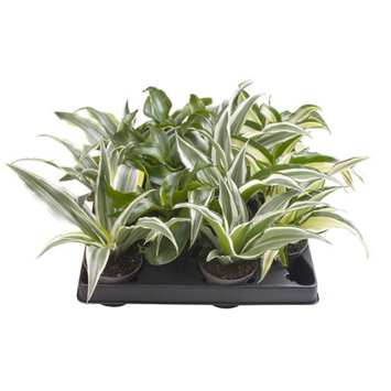 image DRACAENA DRAGON TREE VARIES
