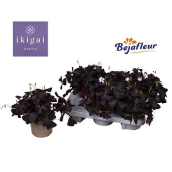 image OXALIS TRIANGULARIS