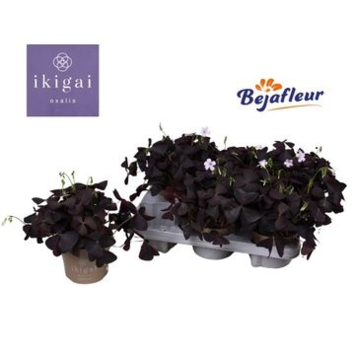 image OXALIS TRIANGULARIS