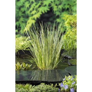 image ACORUS CALAMUS