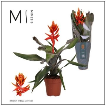 image BILBERGIA ELEGANT FLAMES