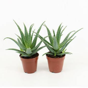 image ALOE ARBORESCENS