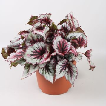 image BEGONIA BELEAF EVENING GLOW