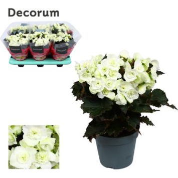 image BEGONIA JOY WHITE