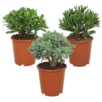 image CRASSULA VARIE