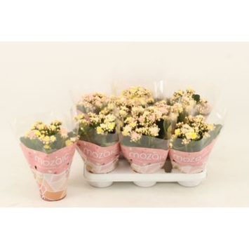 image KALANCHOE 3COULEURS MOZAIC