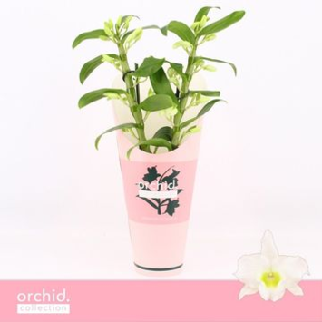 image DENDROBIUM 2BR NOBILE BLANC APOLLON