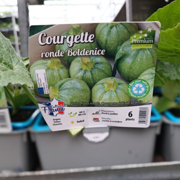 image COURGETTE BOLDENICE BQ6