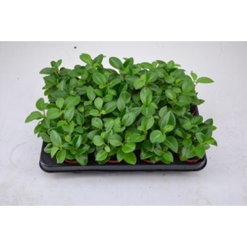 image PEPEROMIA PIXIE