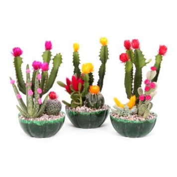 image COMPO CACTUS FIESTA COUPE