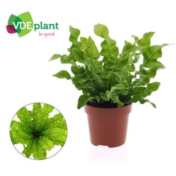 image ASPLENIUM CRISPY WAVE