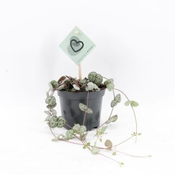image CEROPEGIA WOODII