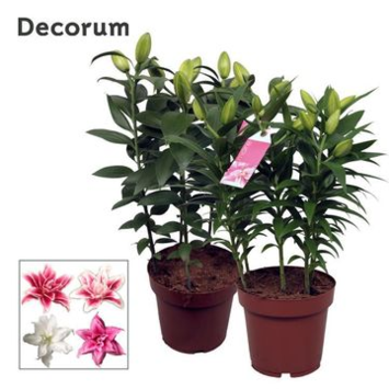 image LILIUM ROSELILY VARIE 5PP