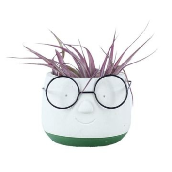 image TILLANDSIA CERAM