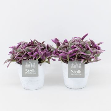 image TRADESCANTIA CERAM