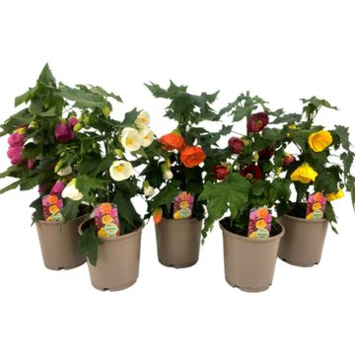 image ABUTILON PYRAMIDE