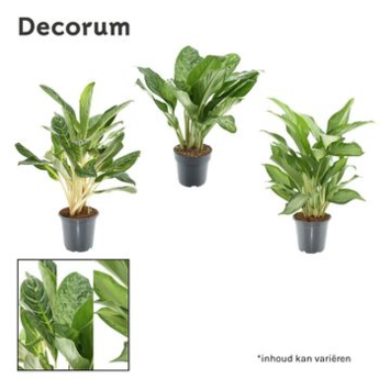 image AGLAONEMA VARIE