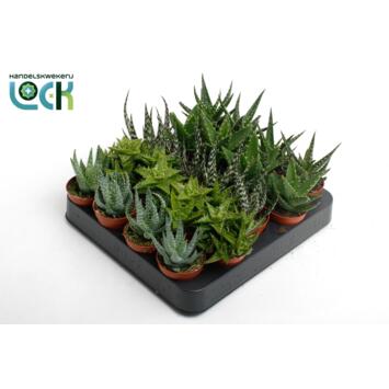 12 plantes d'intérieur faciles pour décorer votre maison | Détente Jardin 12 plantes d'intérieur faciles pour décorer votre maison | Détente Jardin