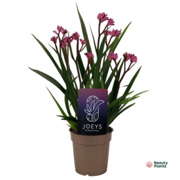 image ANIGOZANTHOS BEAUTY PINK
