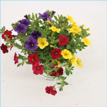 image CALIBRACHOA TRIXI BOLERO