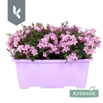 image CAMPANULE AMBELLA ROSE SUSP