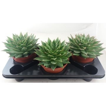 image ECHEVERIA LIPSTICK