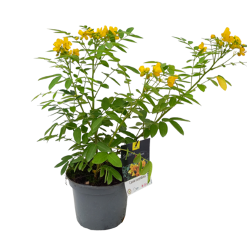 image CASSIA