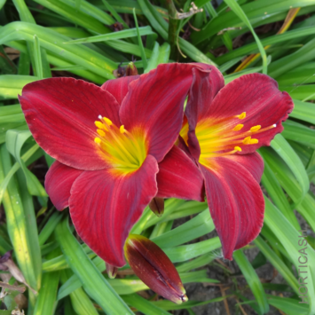 image HEMEROCALLIS STELLA IN RED