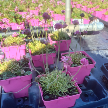 image ARMERIA MARITIMA NIFTY THRIFTY