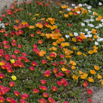 image PORTULACA UMBRATICOLA
