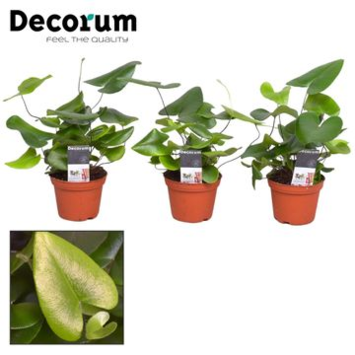 image HEMIONITIS ARIFOLIA
