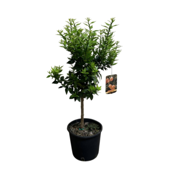 image CHINOTTO 1/2TIGE