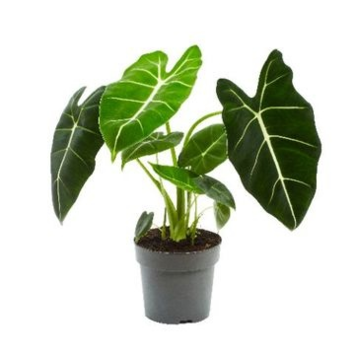image ALOCASIA FRYDEK