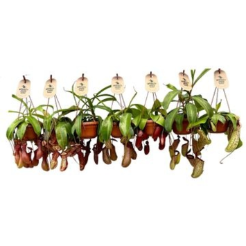 image NEPENTHES MONKEY JARS VARIES SUSP