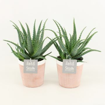 image ALOE ARBORESCENS P TERRE