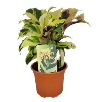 image CALATHEA FUSION YELLOW