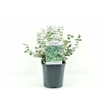image EUONYMUS EMERALD GAIETY