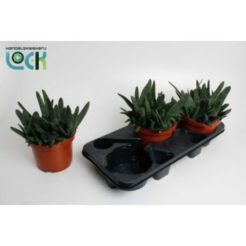 image GASTERIA MINOR