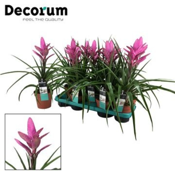 image TILLANDSIA AMIRA