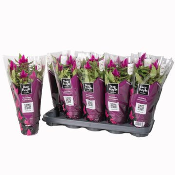 image CELOSIE DEEP PURPLE