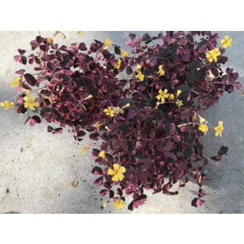 image OXALIS VULCANICOLA