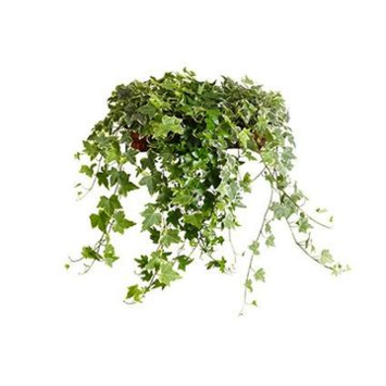 image HEDERA VARIES
