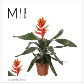image BILBERGIA PEPITA ELEGANT FLAMES