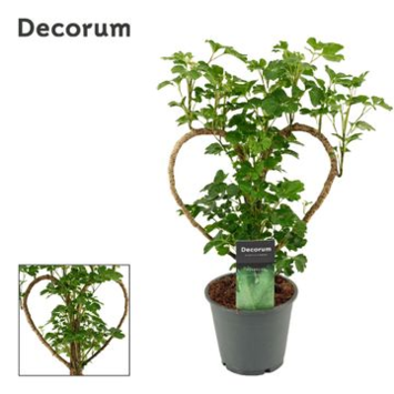 image ARALIA POLYSCIAS