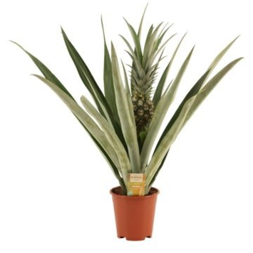 image ANANAS VERT