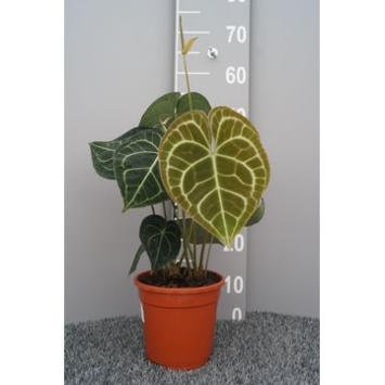 image ANTHURIUM CLARINERVIUM