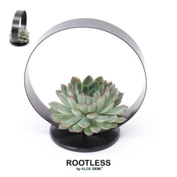 image COMPO SUCCULENTE CERCLE