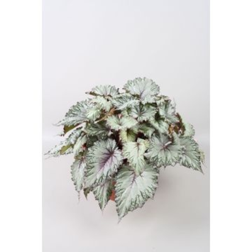image BEGONIA REX ASIAN TUNDRA